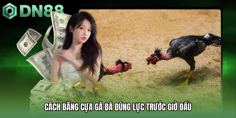 Cách băng cựa gà đá đúng lực trước giờ đấu