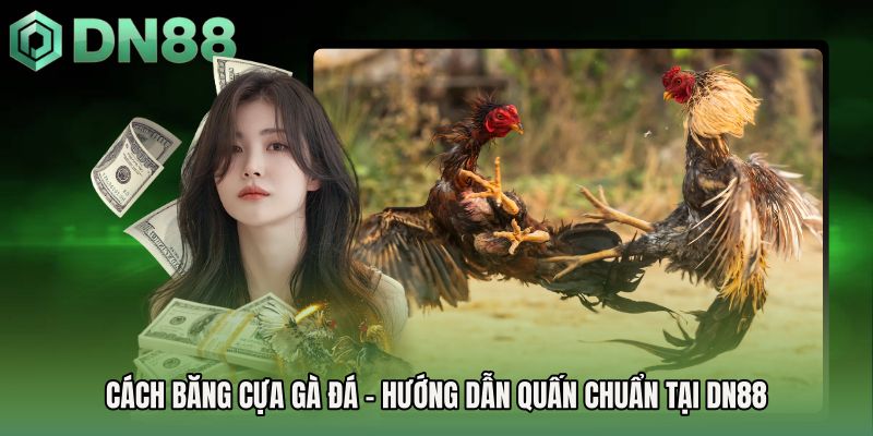 Cách Băng Cựa Gà Đá - Hướng Dẫn Quấn Chuẩn Tại DN88