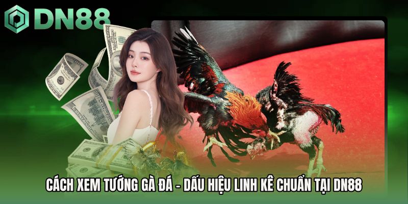 Cách Xem Tướng Gà Đá - Dấu Hiệu Linh Kê Chuẩn Tại DN88